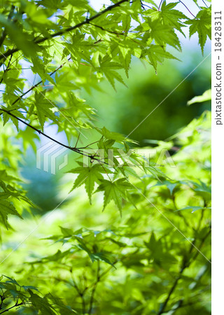 Maple leaves background, oriental vivid theme Maple leaves background, oriental vivid theme 18428311