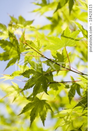 Maple leaves background, oriental vivid theme 18428315