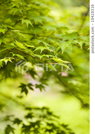 Maple leaves background, oriental vivid theme Maple leaves background, oriental vivid theme 18428316