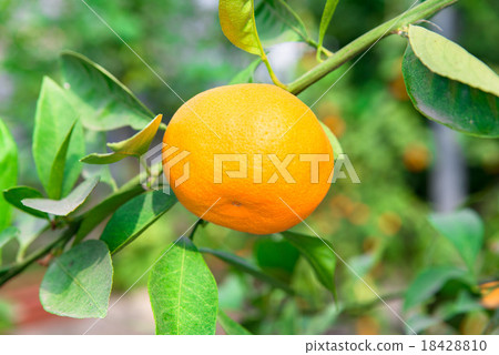 橘子 橘子 18428810