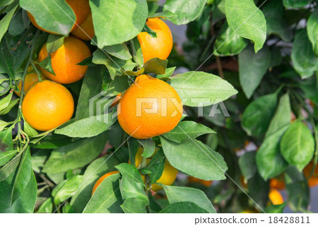 Mandarin orange Mandarin orange 18428811