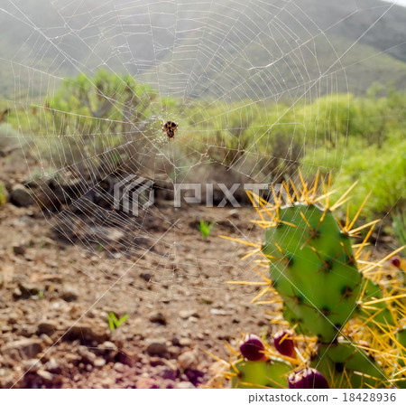 Close-up spider web Close-up spider web 18428936