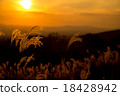 Miscanthus 18428942