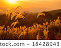 Miscanthus 18428943
