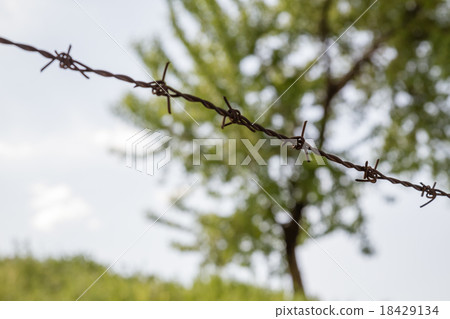 Green Tree Behind Barbed Wire 18429134