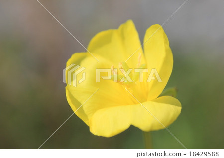 Flower of eagles 18429588