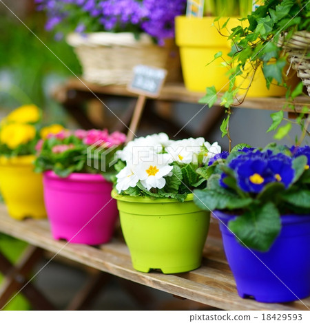 Beautiful flowers sold on outdoor flower shop Beautiful flowers sold on outdoor flower shop 18429593