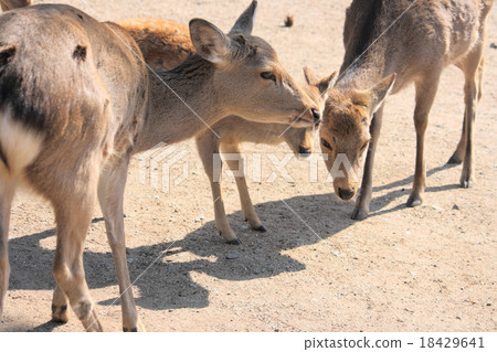 Deer in Nara Park Deer in Nara Park 18429641