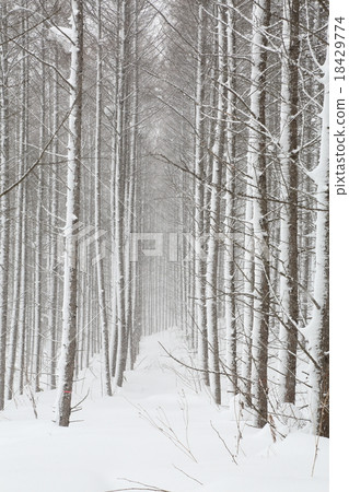 Larch forest Larch forest 18429774