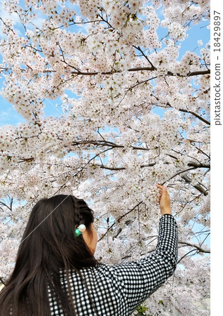 Sakura Sakura 18429897