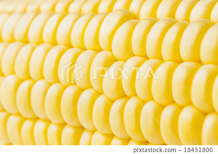 macro shot of ripe corn grains 18431800