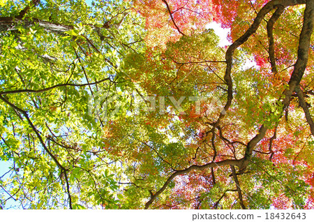 秋天的樹葉 18432643
