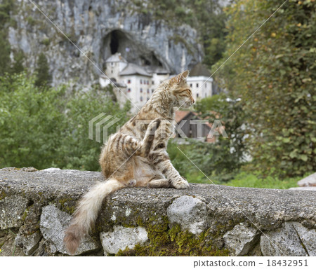 Predjama Castle and red street cat, Slovenia Predjama Castle and red street cat, Slovenia 18432951