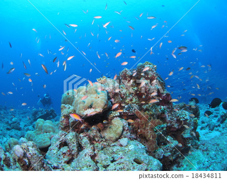 Acarina hanagoi聚集在帕勞的珊瑚 Acarina hanagoi聚集在帕勞的珊瑚 18434811