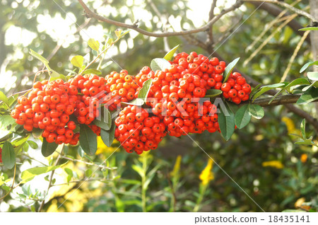 Pirakansasu 18435141