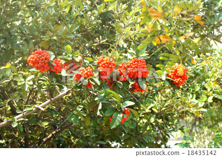 Pirakansasu 18435142