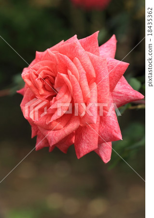 粉紅玫瑰花朵大理石花朵·皮爾卡丹 粉紅玫瑰花朵大理石花朵·皮爾卡丹 18435362
