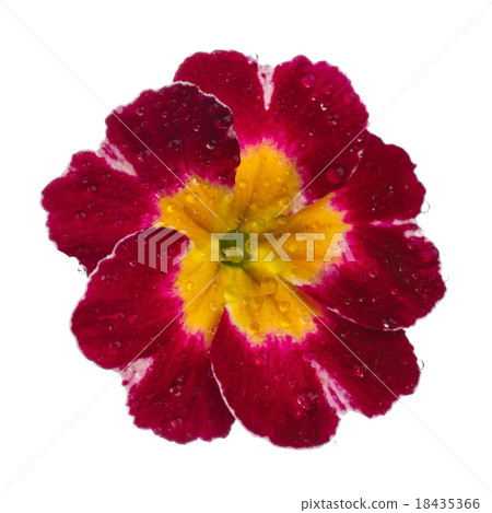 Pink Primula with dew drops 18435366