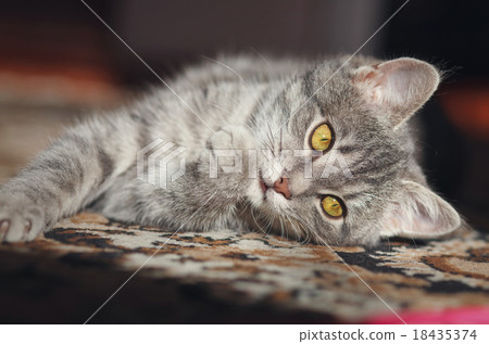 gray striped pussy playing gray striped pussy playing 18435374