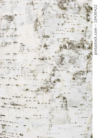 White birch bark 18436422