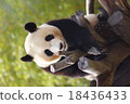 Panda child 18436433