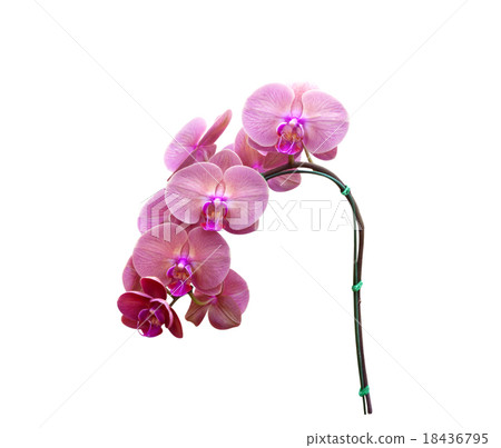 Orchid flowers Orchid flowers 18436795
