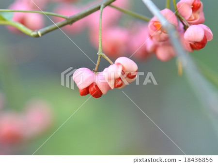 真弓果 真弓果 18436856