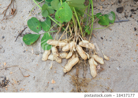 peanut plant on sandy soil background in farm 18437177