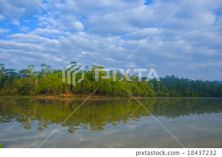water reflection of pine tree in reservior 18437232