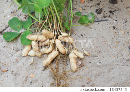 peanut plant on sandy soil background in farm peanut plant on sandy soil background in farm 18437243