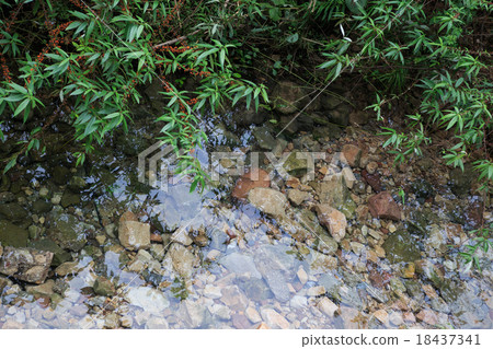 clear naural water in a forest with geen leaf clear naural water in a forest with geen leaf 18437341