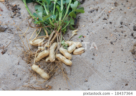 peanut plant on sandy soil background in farm 18437364