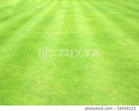 Beautiful green grass texture Beautiful green grass texture 18438123