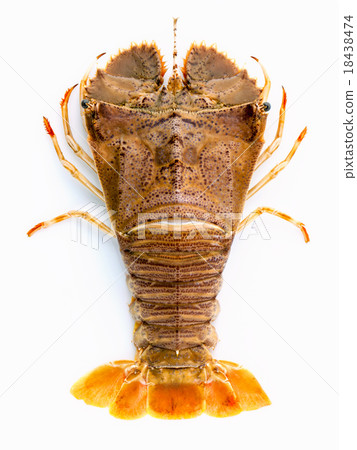Flathead lobster, Lobster Moreton Bay bug. Flathead lobster, Lobster Moreton Bay bug. 18438474