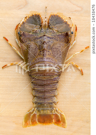 Flathead lobster, Lobster Moreton Bay bug. Flathead lobster, Lobster Moreton Bay bug. 18438476