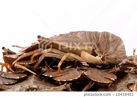 Flathead lobster, Lobster Moreton Bay bug. Flathead lobster, Lobster Moreton Bay bug. 18438481