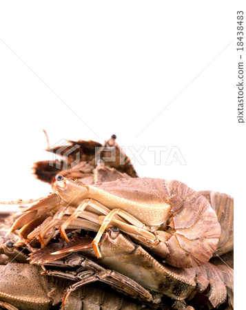 Flathead lobster, Lobster Moreton Bay bug. Flathead lobster, Lobster Moreton Bay bug. 18438483