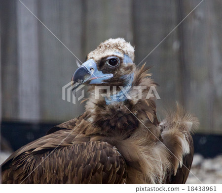 Beautiful close-up of the Cinereous vulture 18438961