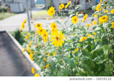 Bee and daisy 18439110