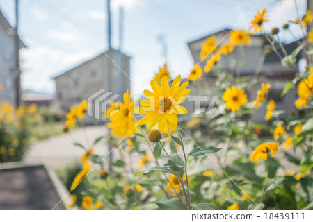 Daisy 18439111