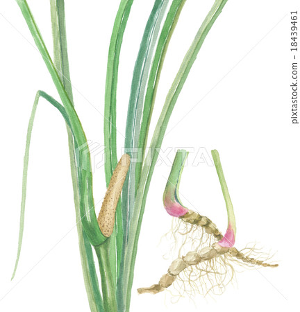 Leaves and roots of irises 18439461