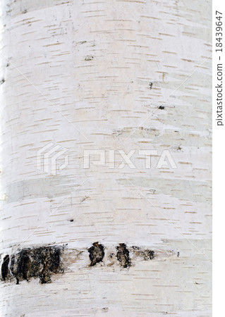 birch bark  18439647