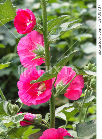Close up Pink Hollyhock Close up Pink Hollyhock 18439737