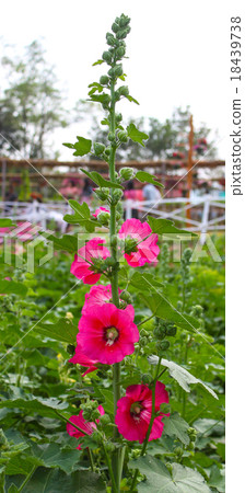 Close up Pink Hollyhock in the garden Close up Pink Hollyhock in the garden 18439738