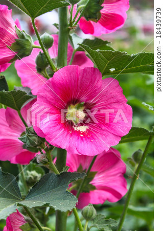Close up Pink Hollyhock 18439739