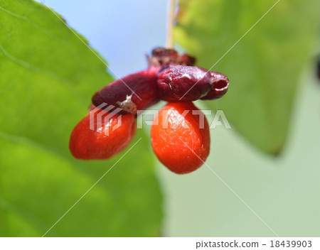 Pear tree fruit 18439903