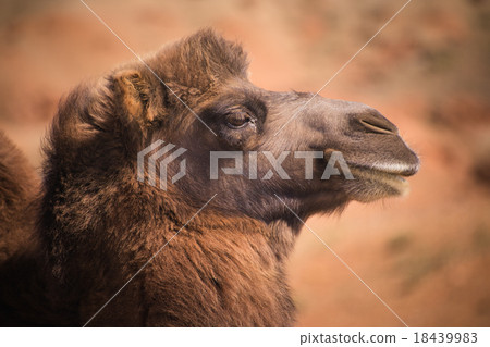 Head Bactrian camels 18439983