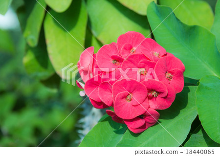 Closeup red poi sian flowers Closeup red poi sian flowers 18440065
