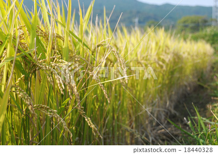 Rice Rice 18440328