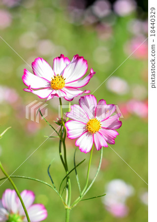 Cosmos Cosmos 18440329